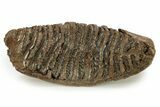 Woolly Mammoth Lower M Molar - North Sea Deposits #272814-4
